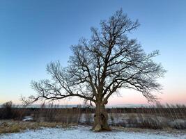 A towering 300-year-old oak tree stands alone in a snowy field, its intricate bare branches stretching towards the soft pastel sky at sunset. The ancient tree, marked by time and weather, embodies photo
