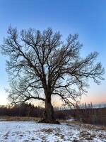 A towering 300-year-old oak tree stands alone in a snowy field, its intricate bare branches stretching towards the soft pastel sky at sunset. The ancient tree, marked by time and weather, embodies photo