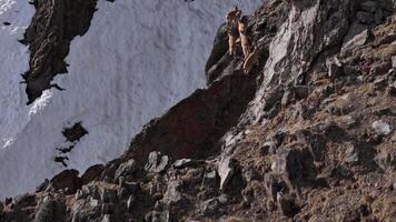 West Caucasian turs navigating steep rocky cliffs in high mountains video