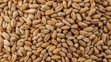 Grain Wheat harvested in the fields of Ukraine photo
