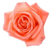 Top view of pink rose isolated on white background with clipping path. photo