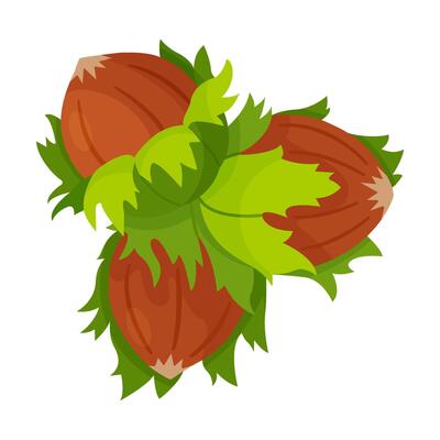Hazelnuts with leaves. Cartoon three hazelnuts Hand drawn trendy flat style isolated icon. Organic raw hazel with leaves, tasty snacks. Forest nut illustration