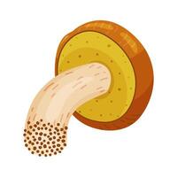 Suillus luteus, yellow mushroom. Edible forest fungus slippery jack, sticky bun. Suillus mushroom or yellow pig Hand drawn trendy flat style isolated illustration vector