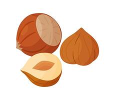 Hazelnuts ripe and tasty. Half and whole hazelnuts shelled and unshelled. Hand drawn trendy flat style isolated icon. Healthy treat, snacks, peeled and unpeeled forest nuts. illustration vector
