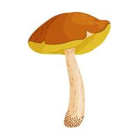 Suillus luteus, yellow mushroom. Edible forest fungus slippery jack or sticky bun. Suillus mushroom or yellow pig Hand drawn flat style isolated icon. illustration vector