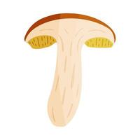 Suillus luteus slice mushroom, yellow mushroom. Edible forest fungus slippery jack or sticky bun. Suillus mushroom or yellow pig Hand drawn trendy flat style isolated icon. illustration vector