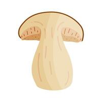 Porcini sliced mushroom. Edible forest mushroom Hand drawn trendy flat style isolated icon. Fresh boletus mushroom slice. Autumn fungus. Botanical illustration vector