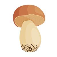 Porcini mushroom. Edible forest mushroom flat style isolated icon. Fresh boletus. Autumn fungus. cep, penny bun, porcino. Botanical illustration vector