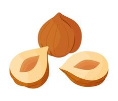 Hazelnuts ripe and tasty. Half and whole hazelnuts without shell. Hand drawn flat style isolated icon. Healthy treat, snacks, peeled forest nuts illustration vector