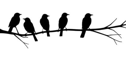 Birds on a branch silhouette with a background. vector