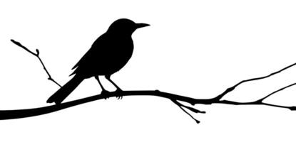 Bird on a branch silhouette. vector