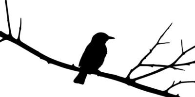 Bird on a tree branch silhouette vector