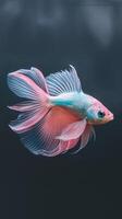 Beautiful colorful fish swimming gracefully in dark water, showcasing vibrant fins and a delicate form. photo
