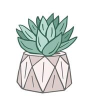 Echeveria, succulent with fleshy leaves in a pot, hand drawn illustration. Botanical design for eco environment, flower shop, vector