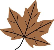 Icon Drawing of an Autumn Maple Leaf vector