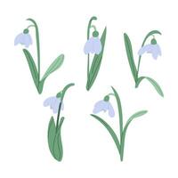 Minimalistic botanical illustration of snowdrop flowers with green leaves on a white background vector