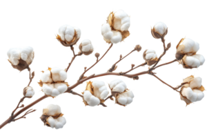 Cotton branch with soft bolls ready for harvest png