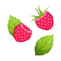 Set of two raspberries with green leaves vector