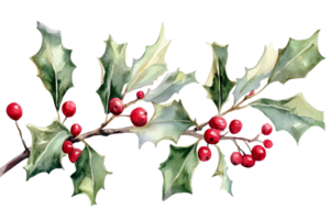Holly branch with bright red berries in winter png