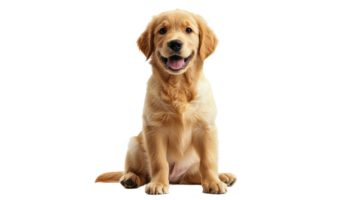 Calm golden retriever puppy inside png