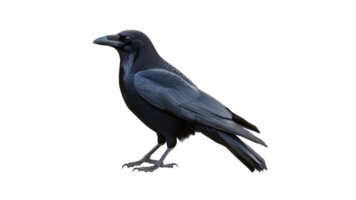 Black raven perched on a branch in nature png