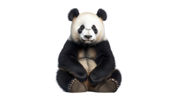 Cute panda sitting serenely in a bright setting png
