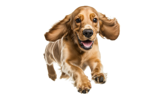 Happy dog joyfully running in a bright setting png
