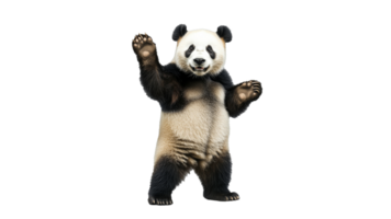 Panda standing and waving in playful pose png