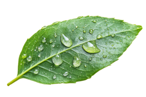 Fresh green leaf with water droplets on it png
