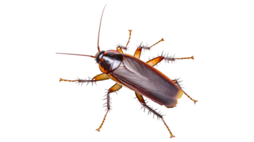 Cockroach on white background in close up view png