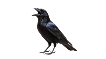 Black raven calling loudly in a bright setting png