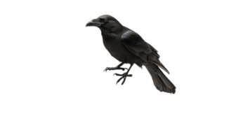 Raven watches keenly in its habitat png