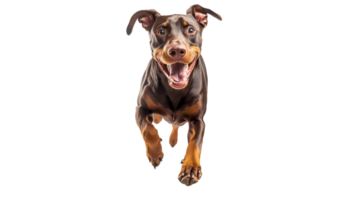 Happy dog running towards the camera with joy png