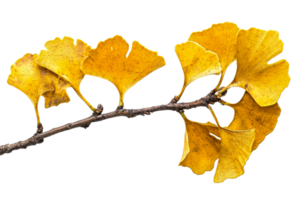 Ginkgo leaves showcase vibrant autumn colors png