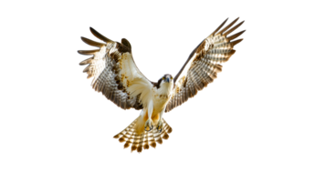 Majestic hawk soaring through clear sky png
