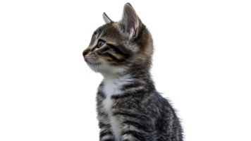 Curious kitten gazing to the side in profile view png