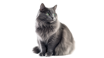 Adorable gray cat sitting on a white background png