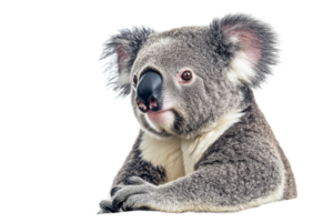Koala ruhen mit neugierig Ausdruck im Tageslicht png