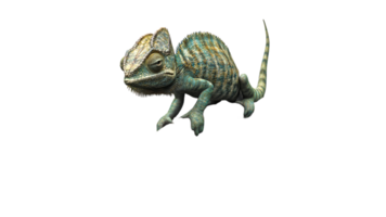 Chameleon displaying unique colors png