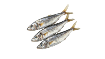 Freshly caught sardines arranged in neat rows png