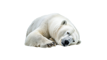 Polar bear resting on a snowy surface in winter png