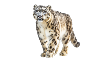 Snow leopard walking on white background png
