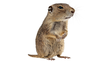 Small rodent standing upright in a studio setting png