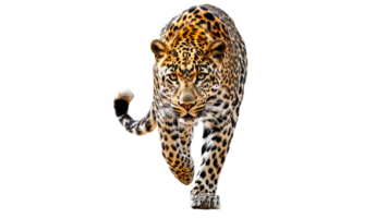 Powerful leopard advances with focused intent png