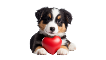 Cute puppy poses with a red heart toy png