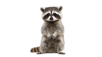 Curious raccoon in a white space png
