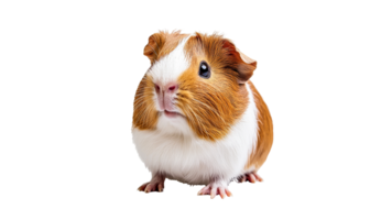 Cute guinea pig with a friendly expression png