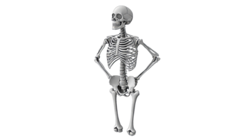 Human skeleton model in standing pose png