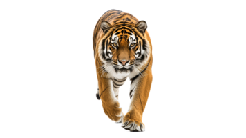 Tiger walking toward the viewer in clear setting png