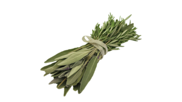 Fresh sage tied together for culinary use png